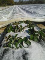 Louisiana strawberry farmers hopeful cold snap won't badly affect early crop