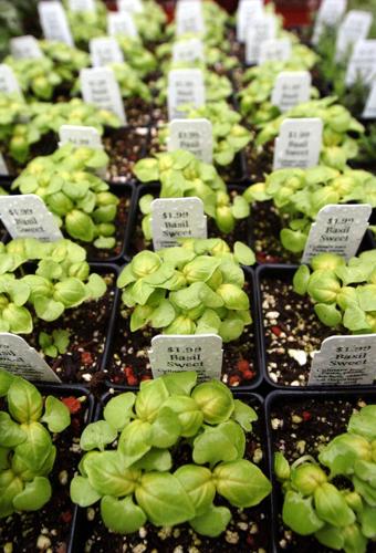 28hggillmailbasil.jpg