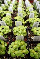basil for sale