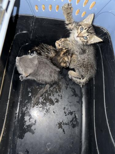 kittens